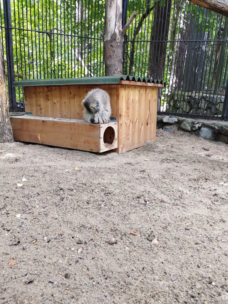 ノヴォシビルスク動物園のマヌルネコの写真