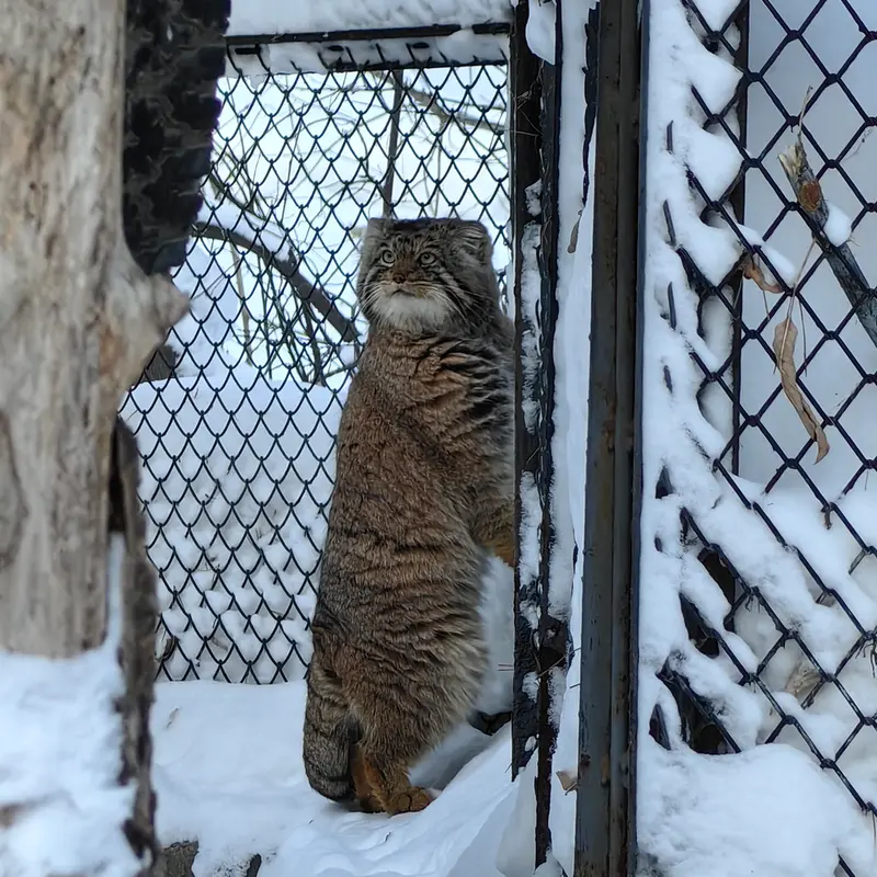 ノヴォシビルスク動物園のアチの写真