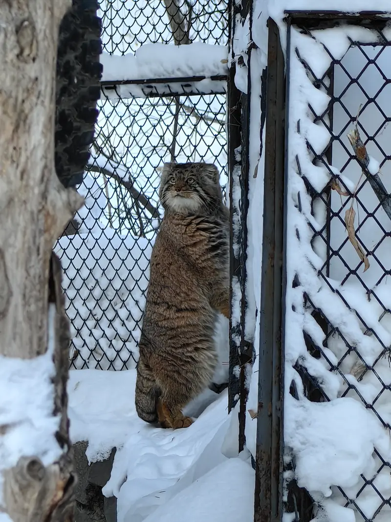 ノヴォシビルスク動物園のアチの写真