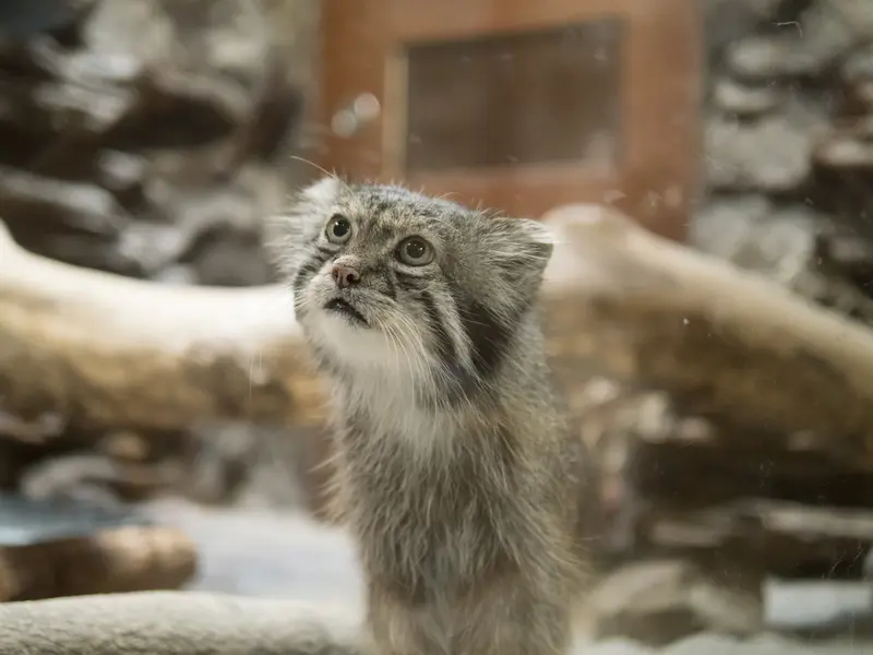 恩賜上野動物園のクリョンの写真