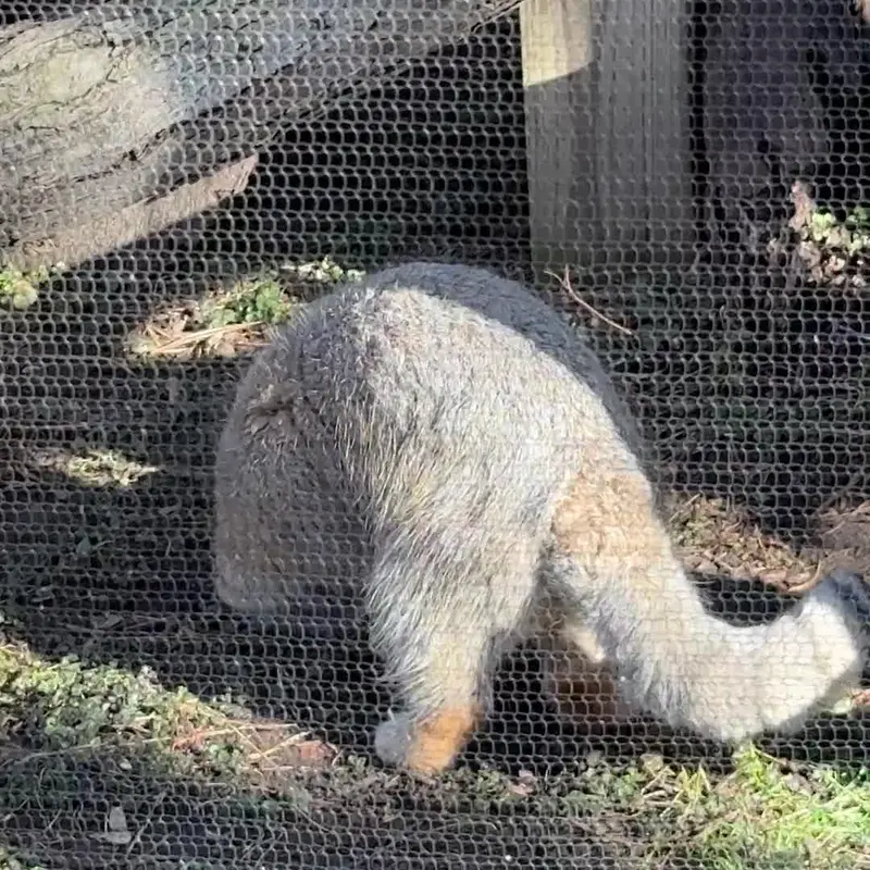 ポッター・パーク動物園のマヌルネコの写真