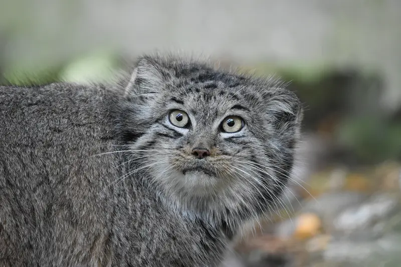 バナム動物園のベラの写真