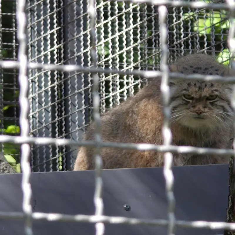 リトアニア動物園のメリッサの写真