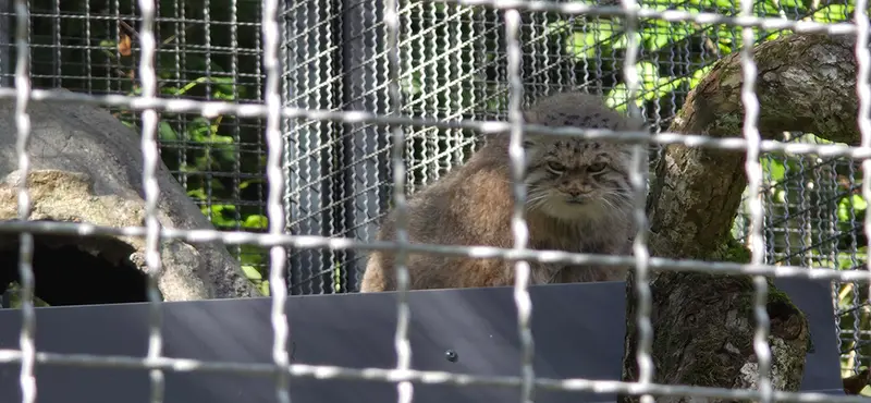 リトアニア動物園のメリッサの写真