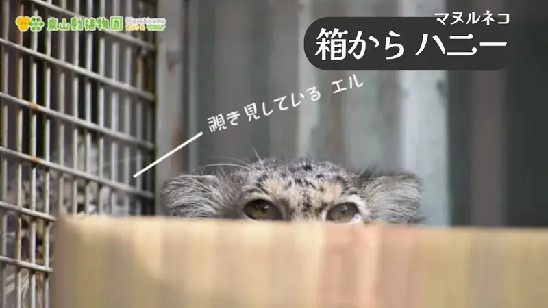 東山動植物園のハニーの動画