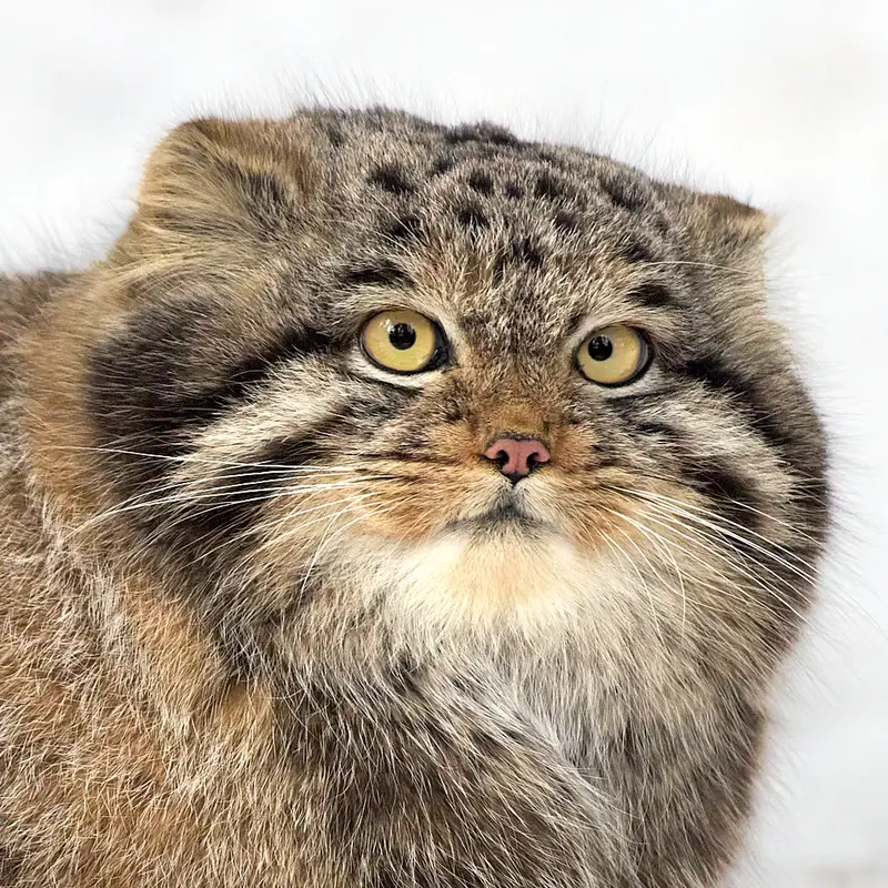 ノヴォシビルスク動物園のマヌルネコのメンス