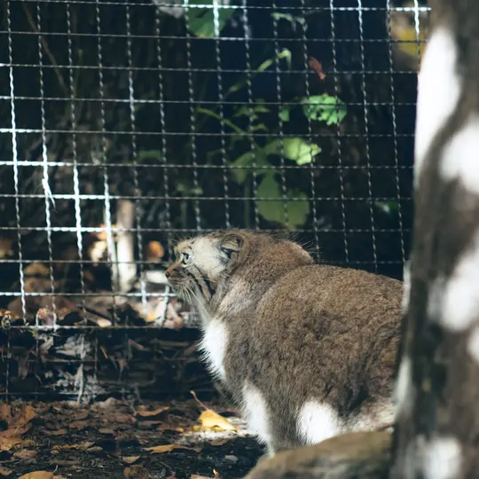 リトアニア動物園のメリッサの写真