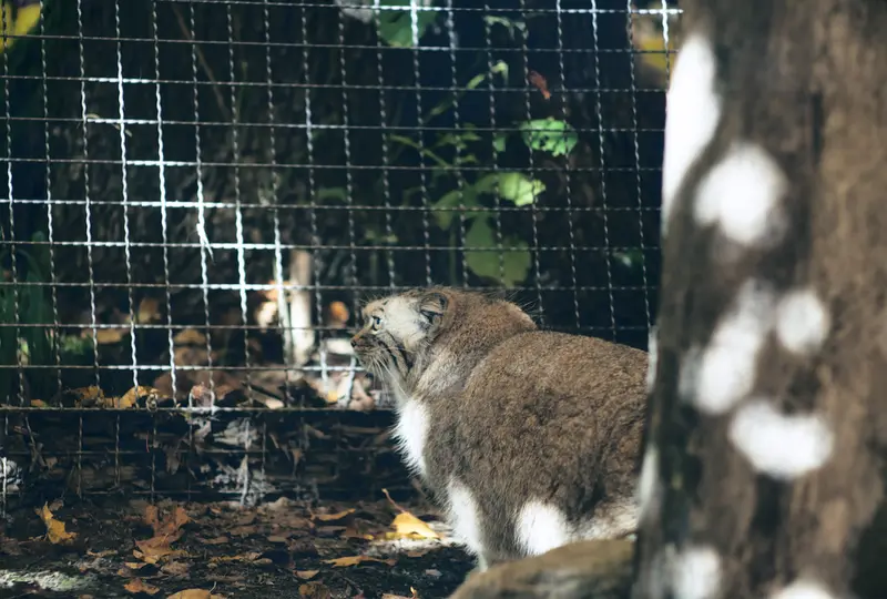 リトアニア動物園のメリッサの写真