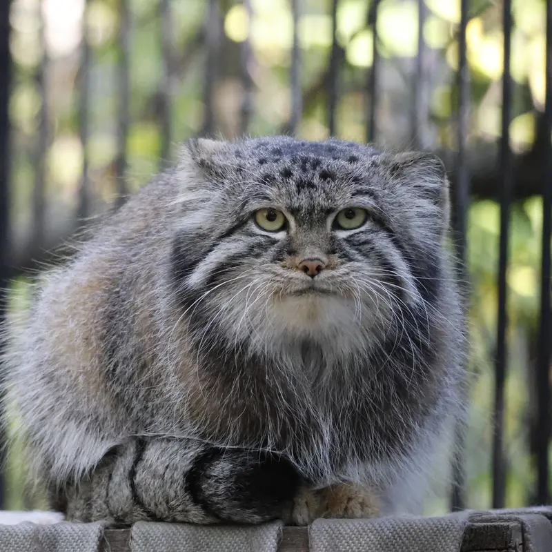 ノヴォシビルスク動物園のシルヴェスターの写真