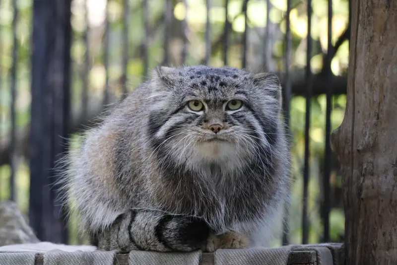 ノヴォシビルスク動物園のシルヴェスターの写真
