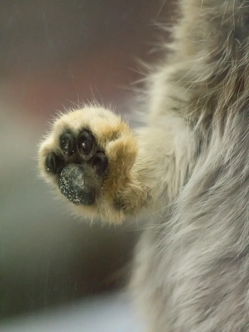 恩賜上野動物園のプリームラの写真