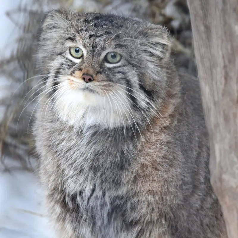 ノヴォシビルスク動物園のシェブの写真