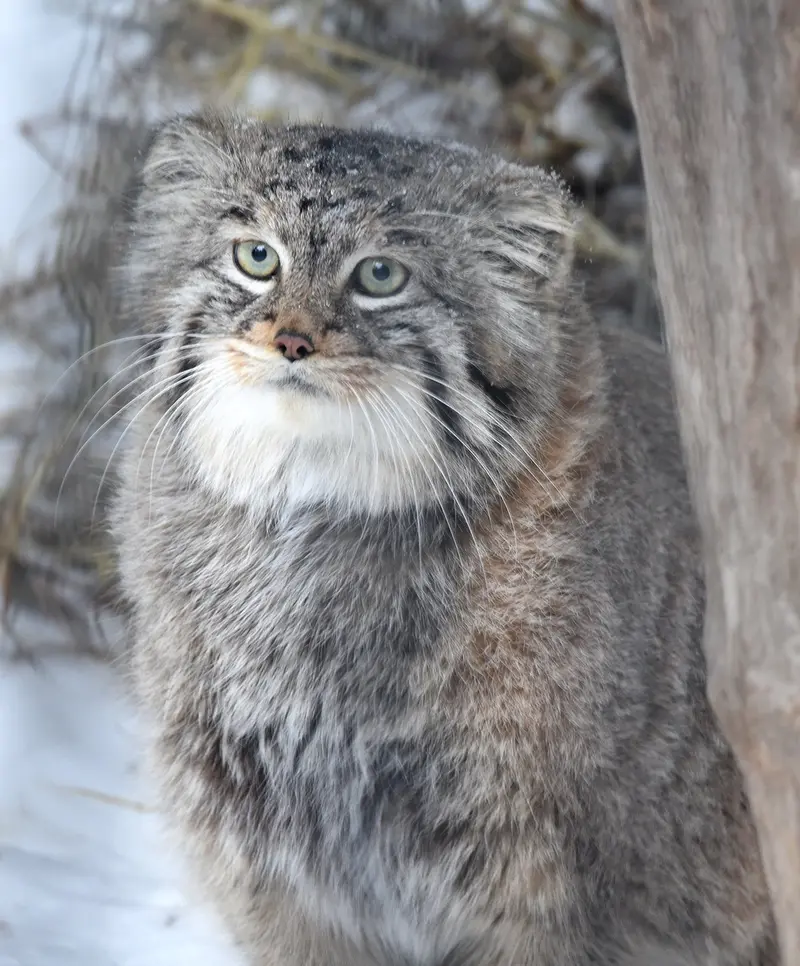 ノヴォシビルスク動物園のシェブの写真