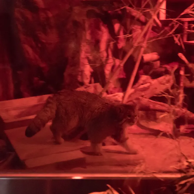 恩賜上野動物園のナイマの写真