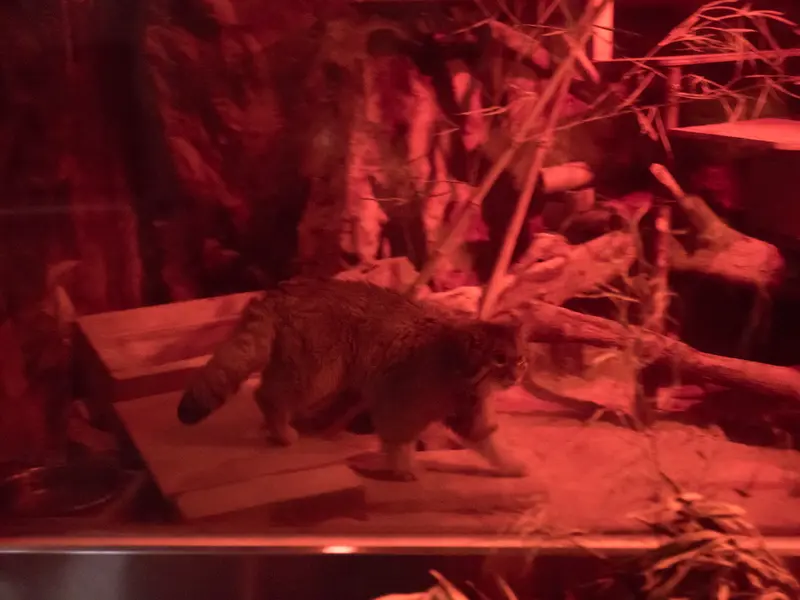 恩賜上野動物園のナイマの写真