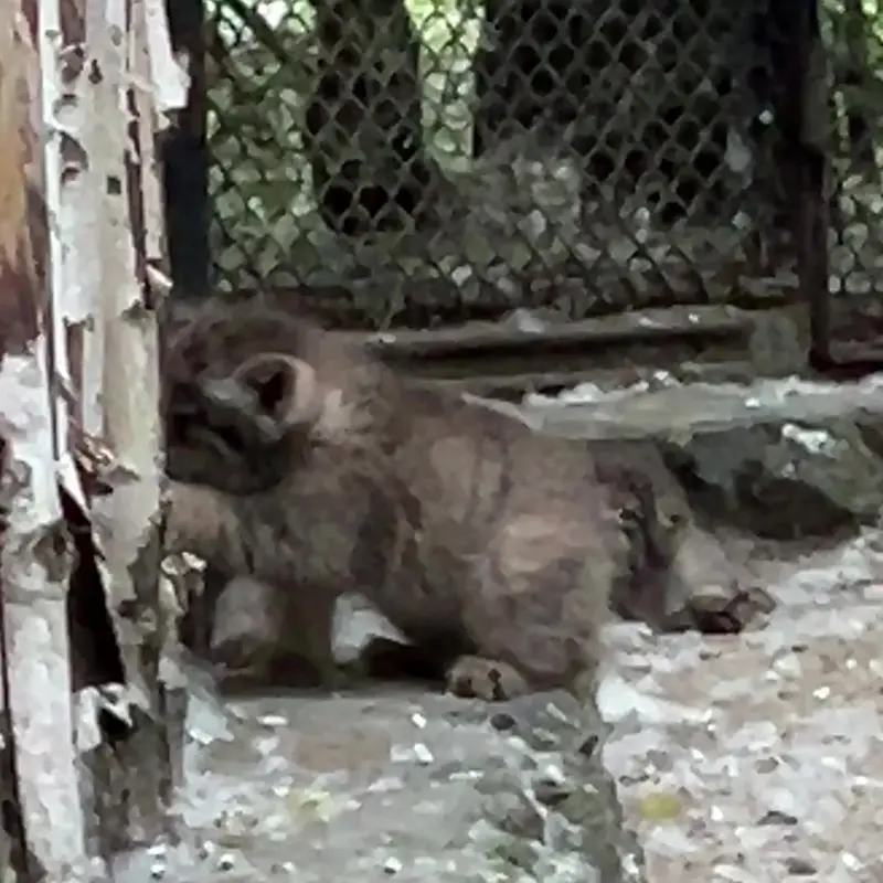 ノヴォシビルスク動物園のマヌルネコの写真