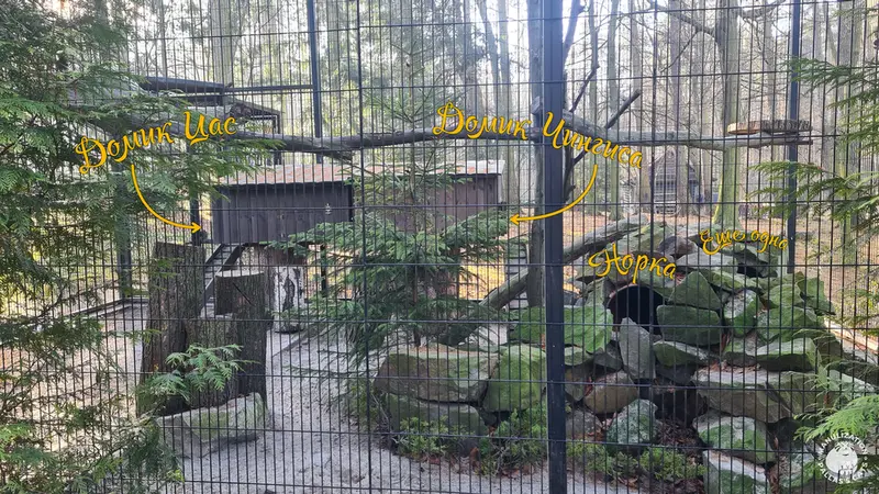 クラクフ動物園のマヌルネコの写真