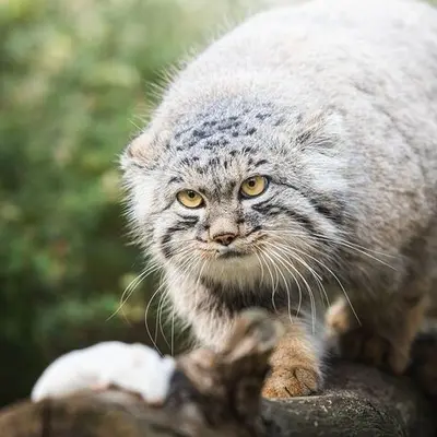 ヴロツワフ動物園のマヌルネコの写真