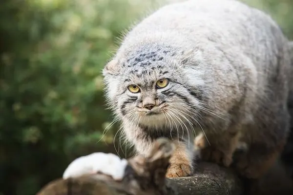 ヴロツワフ動物園のマヌルネコの写真