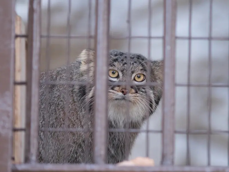 野毛山動物園のフィーガの写真