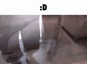 マヌルネコの写真