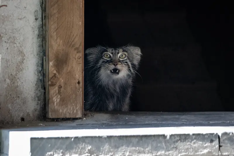 モスクワ動物園のティモフェイの写真