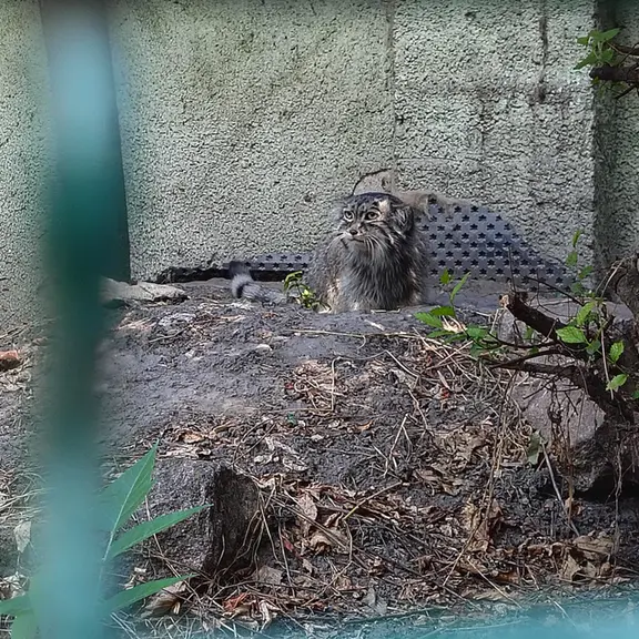ブダペスト動物園・植物園のボフスの写真