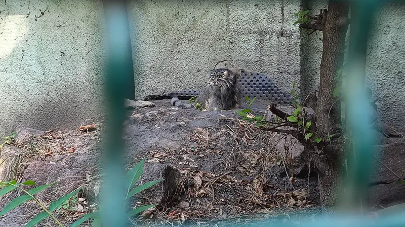 ブダペスト動物園・植物園のボフスの写真
