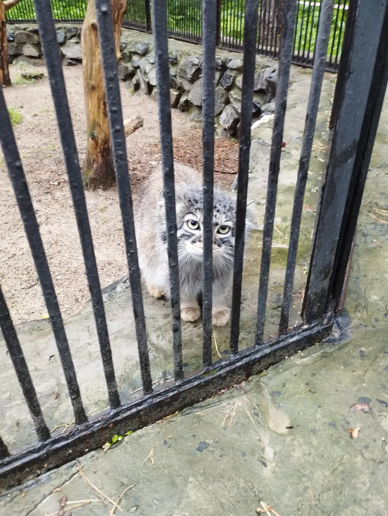 ノヴォシビルスク動物園のマヌルネコの写真