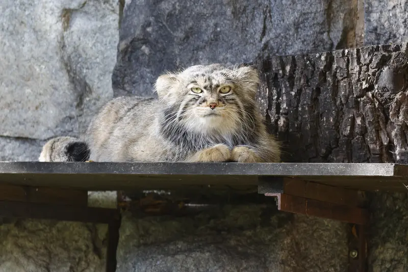 モスクワ動物園のティモフェイの写真