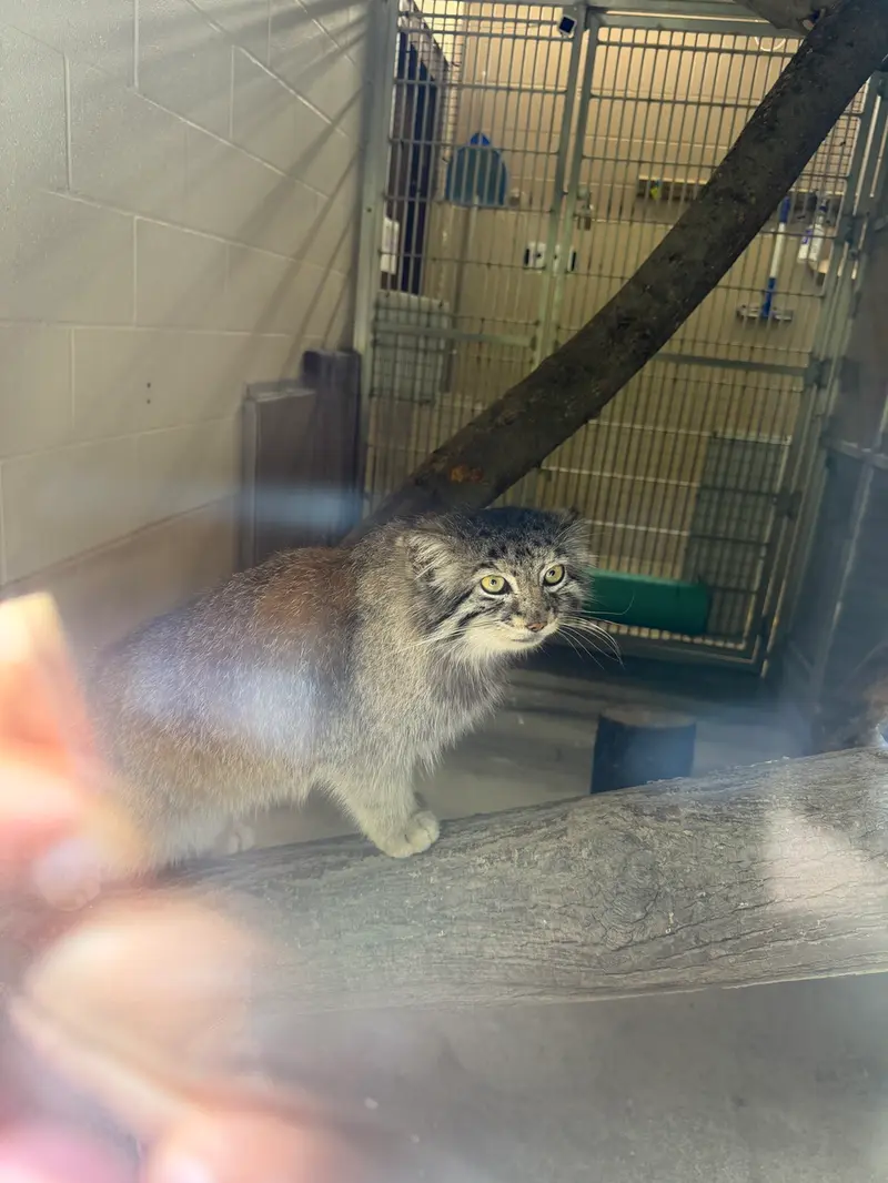 マヌルネコの写真