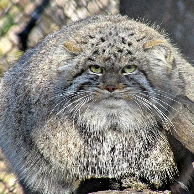 ノヴォシビルスク動物園のマヌルネコの写真