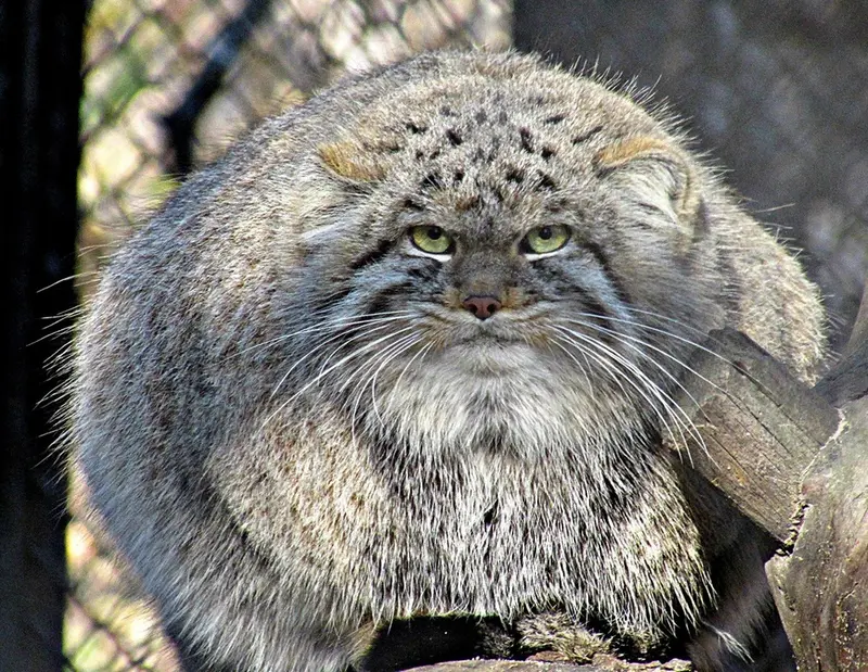 ノヴォシビルスク動物園のマヌルネコの写真