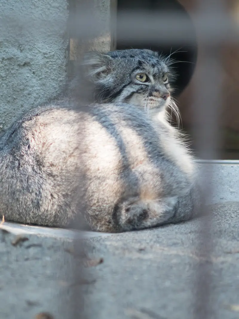 野毛山動物園のフィーガの写真
