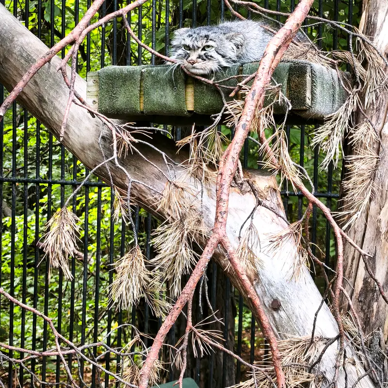 ノヴォシビルスク動物園のガビの写真