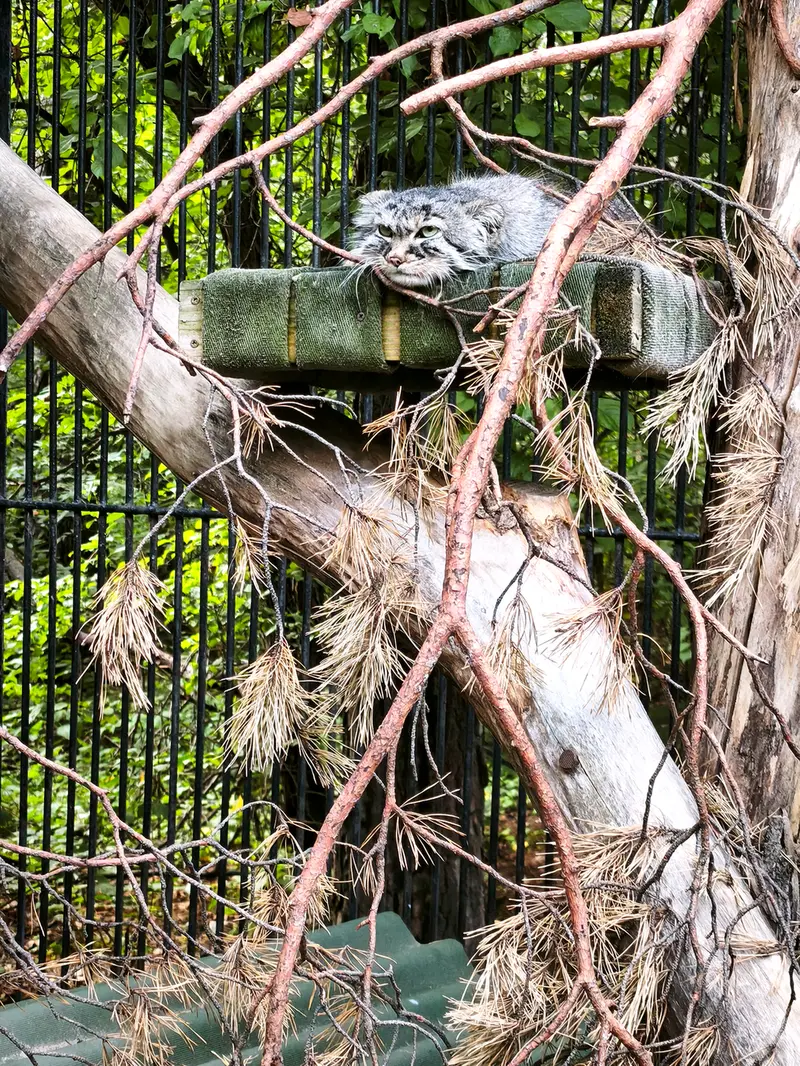 ノヴォシビルスク動物園のガビの写真