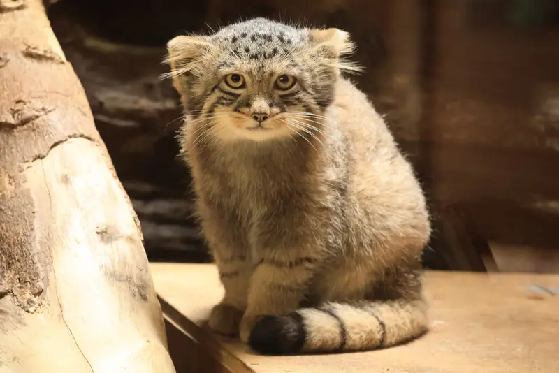 恩賜上野動物園のフィーガの写真