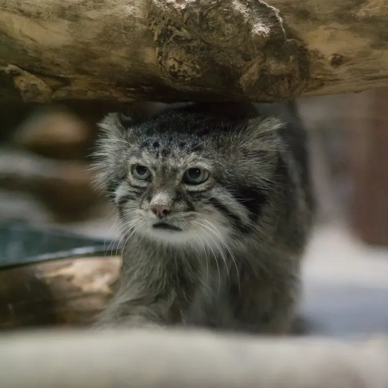 恩賜上野動物園のクリョンの写真