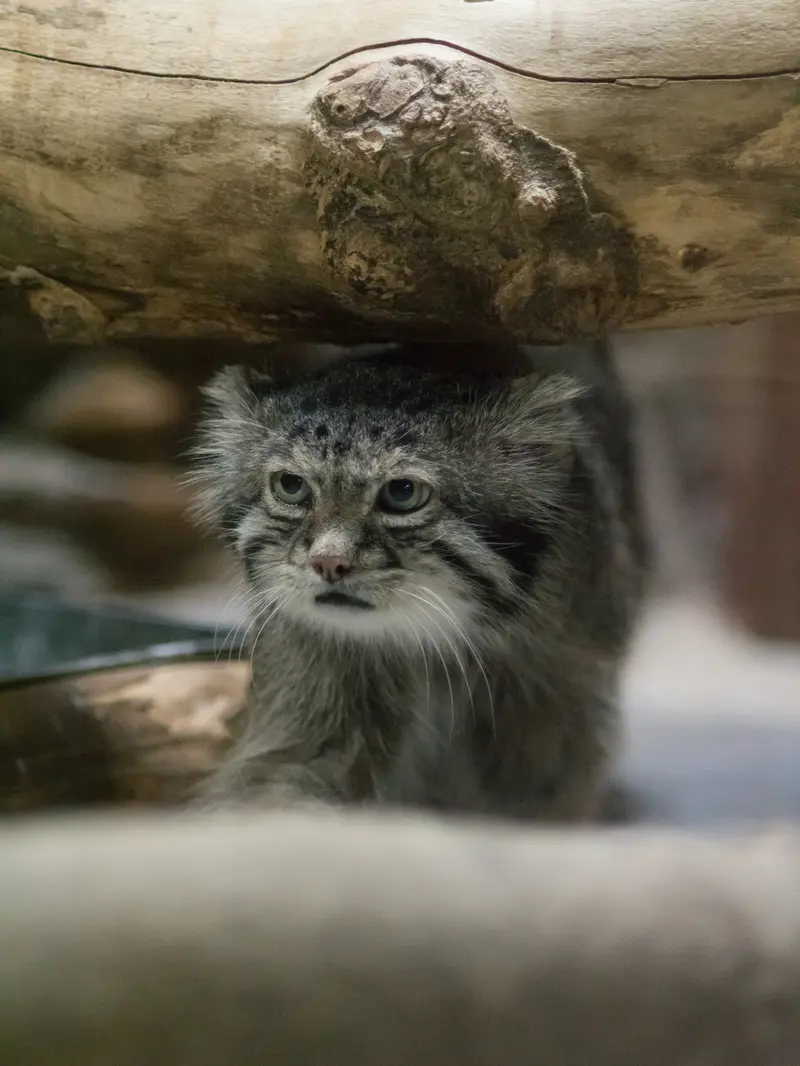 恩賜上野動物園のクリョンの写真