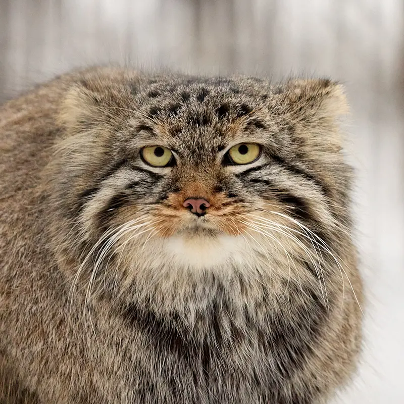 ノヴォシビルスク動物園のマヌルネコのレオン
