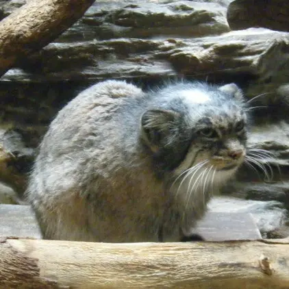 恩賜上野動物園のララーの写真