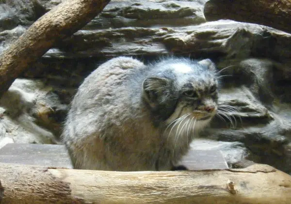 恩賜上野動物園のララーの写真