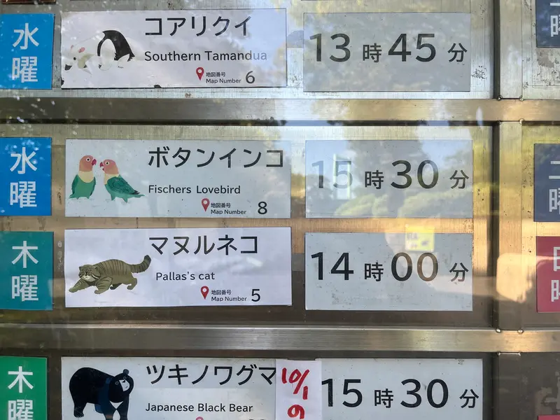 野毛山動物園のマヌルネコの写真