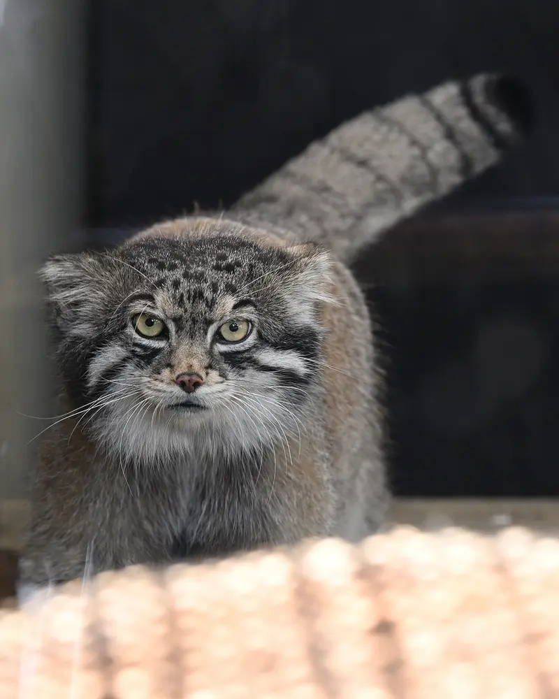 神戸市立王子動物園のイーリスの写真