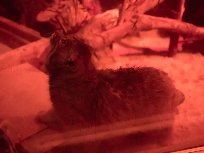 恩賜上野動物園のナイマの写真