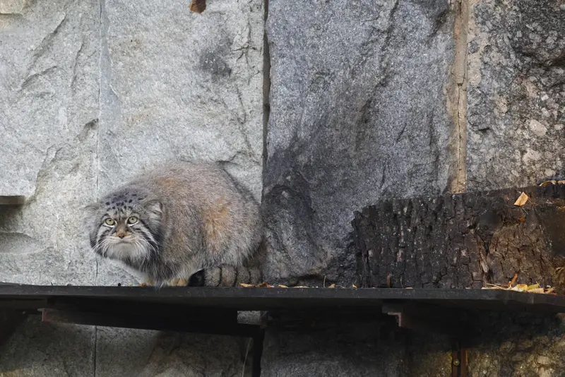 モスクワ動物園のティモフェイの写真