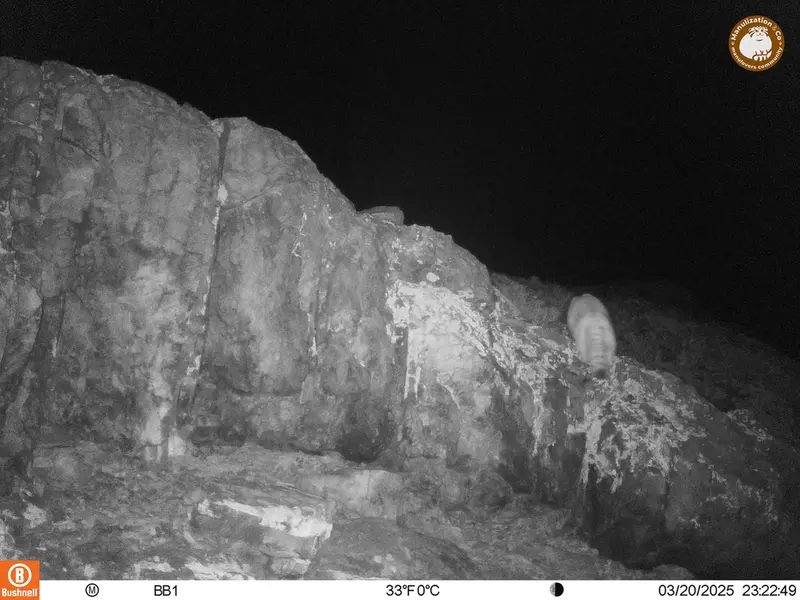 アクタス＝クンコラ［新］カメラトラップで撮影したOtocolobus manul manulの写真