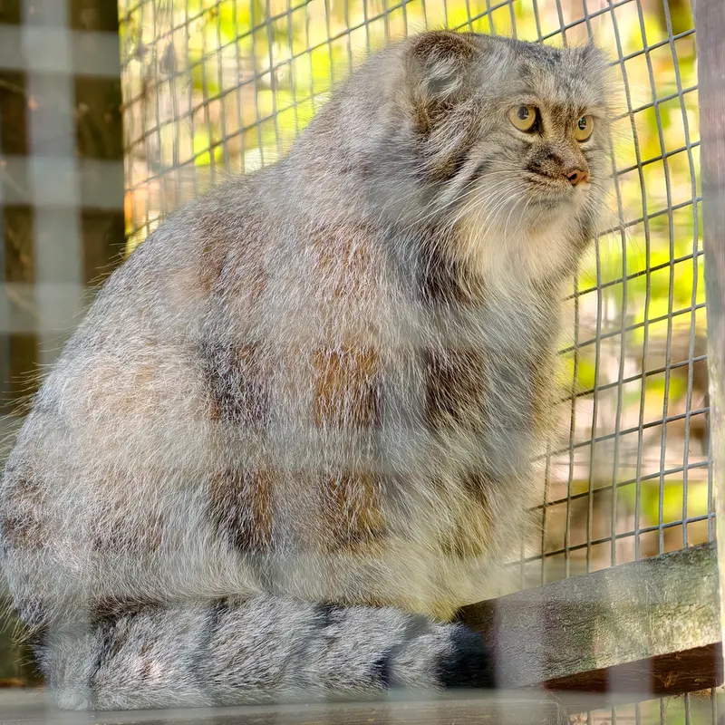 コシツェ動物園のアイセンの写真