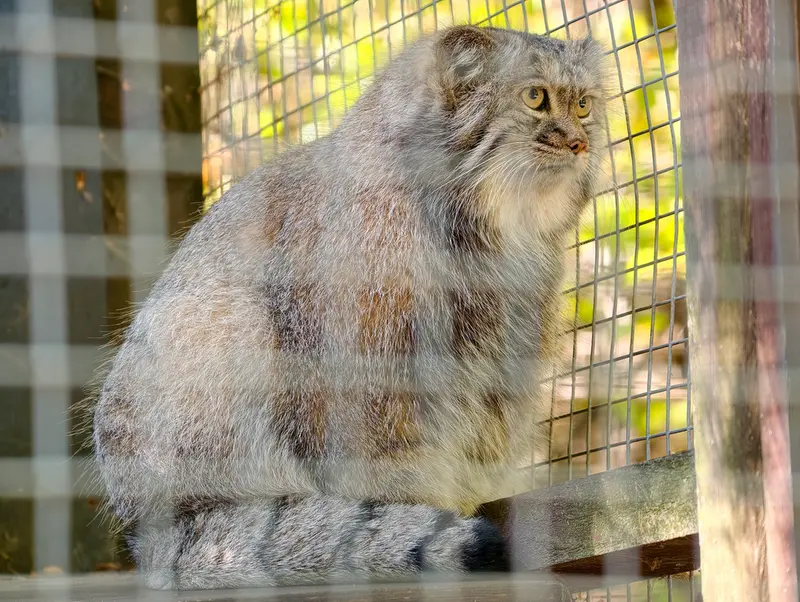コシツェ動物園のアイセンの写真