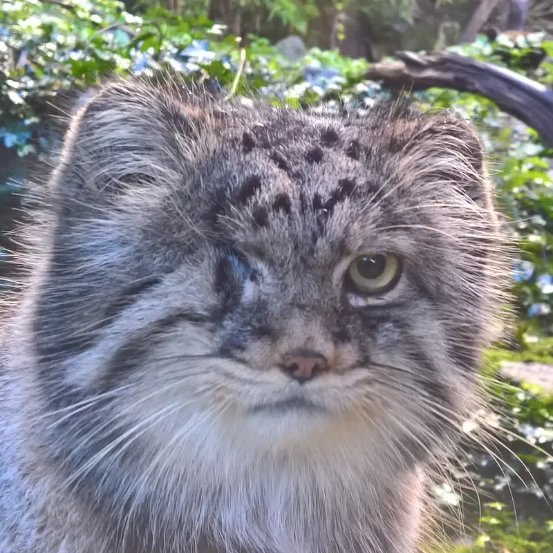 ロッテルダム動物園のマヌルネコのパノエル